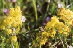 Lady's Bedstraw